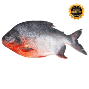 স্থানীয় চন্দা মাছ/Local Chanda Fish