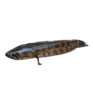 স্থানীয় গৰৈ মাছ/Local Goroi/Snakehead Fish (Whole/Cute)