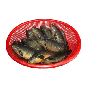 স্থানীয় কাৱয় মাছ/Local Kawoi/Kawai/Koi Fish (Live/ Cut & Cleaned)