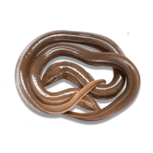 কুচিয়া মাছ গোটা/Kusia Fish Whole (Eel) 1KG