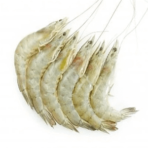 নদী স্থানীয় মিছা মাছ/River Local Misa/Prawn Fish