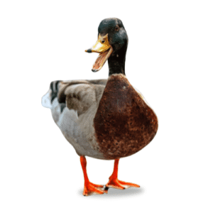 Local Mota Hah/স্থানীয় মতা হাঁহ/Duck Gota (1kg/1.5kg Size)