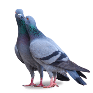 Local Paroh/স্থানীয় পাৰ/Pigeon Gota (2Pics)