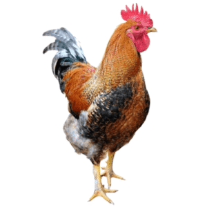 Local Maiki Murgi/স্থানীয় মাইকি মুৰ্গী/Chicken Gota (500g/1kg Size)