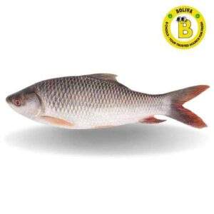 তাজা ৰৌ মাছ/Fresh Rohu Fish – Cleaned & Packed (Not Live)