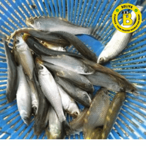 ৰৌ, মিৰিকা, ভাঙ্গন/Fresh Mix of Small Local Fish – Rou, Mirika, Bhangan (Cleaned & Packed, Not Live)