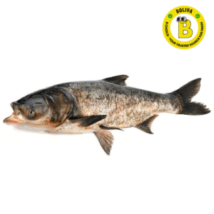 বিগহেড কার্প/Fresh Bighead Carp (Cleaned & Packed, Not Live)