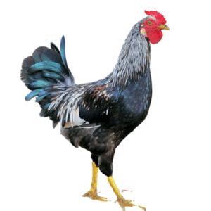 Local Maiki Murgi/স্থানীয় মাইকি মুৰ্গী/Chicken Gota (500g/1kg Size)