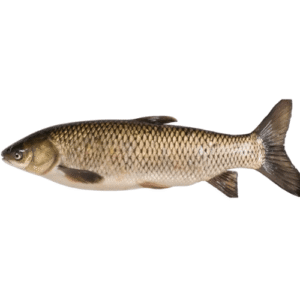 Gass Cup Fish Local (Cut & Clean)