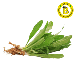 Mandhonia মান ধনীয়া/Mexican Coriander (Approx 80,100gm)