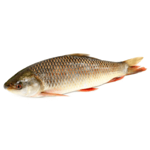Fresh Rohu Fish / তাজা ৰৌ মাছ