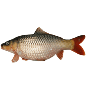 Komol Cup Fish (Big Size)কমল কাপ