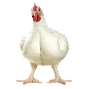 Broiler Chicken Gota/ব্ৰইলাৰ চিকেন গোটা (1kg/2kg/3kg/4kg all Size)