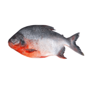 চন্দা মাছ/Chanda Fish