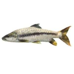 Pithiya Fish(পিঠিয়া মাছ)