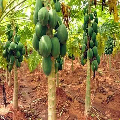 Papaya - (কেঁচা অমিতা)