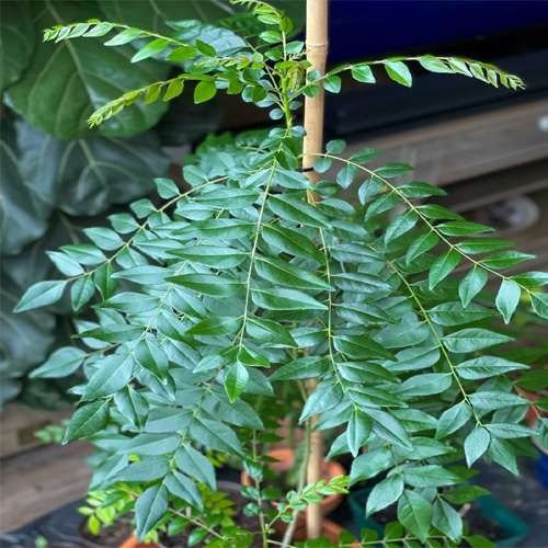 “নৰো-সিংহ” (Curry Leaves),