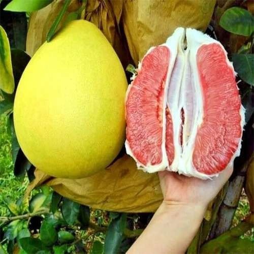 Assamese: Robab Tenga ( ৰবাব টেঙা)